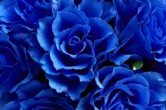 Saffierblauwe rozen