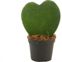 Hoya Kerrii plant