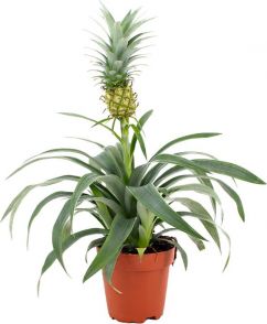 Ananasplant