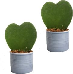 Hart plantjes